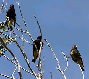 Familienverband Schwarzzeisige, rechts außen ein Jungvogel