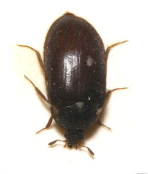 Gemeiner Pelzkäfer (Attagenus pellio)