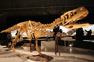 Skelettrekostruktion von Aucasaurus