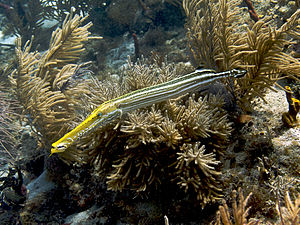 Westatlantischer Trompetenfisch, gelbköpfige Farbmorphe.