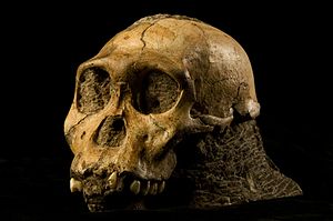 Australopithecus sediba,Kopf des Holotypus (Original)