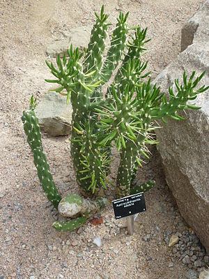 Austrocylindropuntia subulataJungpflanze