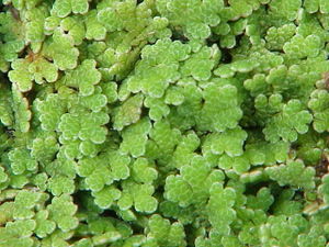 Großer Algenfarn (Azolla filiculoides), bilden dichte Teppiche auf der Wasseroberfläche.