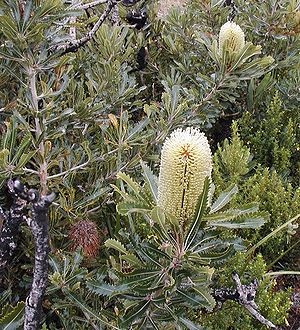 Banksia aemula am Lake Munmorah