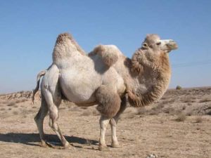 Trampeltier (Camelus bactrianus) im usbekischen Teil der Wüste Kysylkum