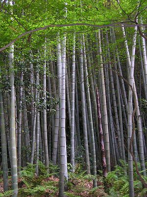 Wald aus Moso-Bambus (Phyllostachys edulis)