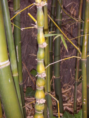 Buddhas-Bauch-Bambus (Bambusa ventricosa)