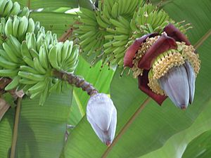 Musa × paradisiaca 'Cavendish': Junge parthenokarpe Früchte und sterile Blüten.