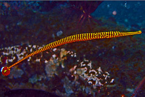 Banded Pipefish - Doryrhamphus pessuliferus.jpg