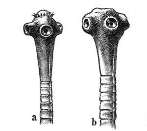 (a) Taenia solium, (b) Taenia saginataDargestellt ist der Skolex mit den ersten Proglottiden