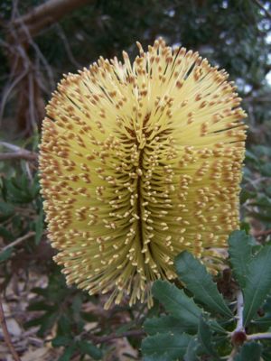 Blütenstand von Banksia epica