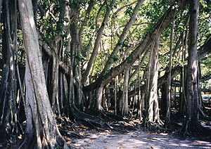 Banyan-Baum (Ficus benghalensis), die „Mehrstämmigkeit“ ist für die Art typisch.