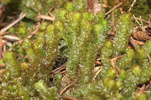 Barbilophozia lycopodioides (b, 113706-471213) 6257.JPG