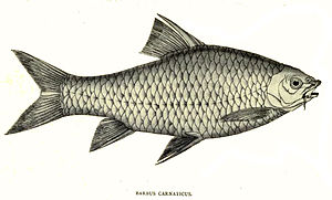 Zeichnung eines Barbodes carnaticus