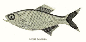 Barilius canarensis