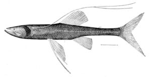 Bathypterois longipes