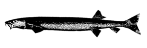 Gonorynchus greyi