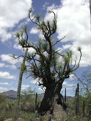 Beaucarnea gracilisin der Nähe von Zapotitlán Salinas, Oaxaca, Mexiko