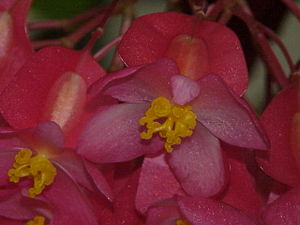 Begonia corallina-Sorte, zwei weibliche Blüten, deutlich zu sehen sind die gelben Stempel, die Blütenhüllblätter und die unterständigen Fruchtknoten.