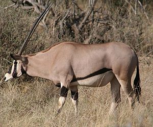 Ostafrikanische Oryx (Oryx beisa)