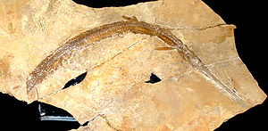 Belonostomus crassirostris im Museo civico di storia naturale in Mailand