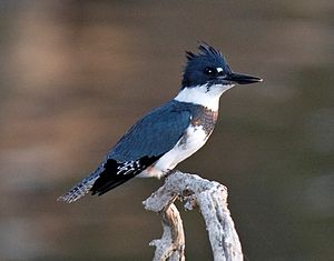 Gürtelfischer (Megaceryle alcyon), Männchen