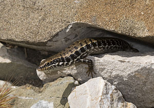 Goldmabuye auf Rhodos