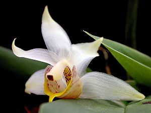 Benzingia caudata