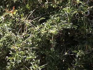 Berberis chilensis.jpg