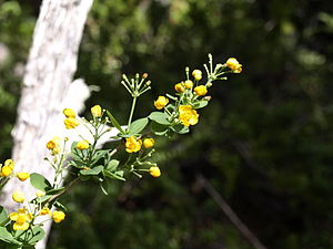 Berberis rotundifolia.jpg