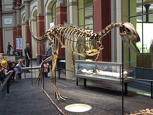 Skelettmontage im Berliner Museum für Naturkunde