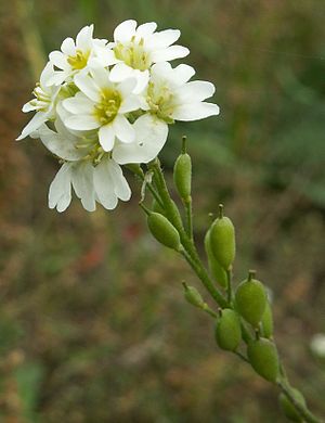Blütenstand und Früchte der Graukresse (Berteroa incana)