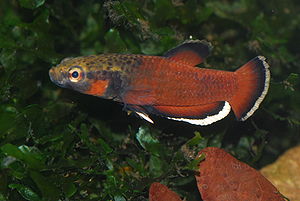 Betta albimarginata (Männchen) in Normalfärbung