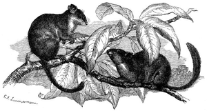Zwerggleitbeutler (Acrobates pygmaeus)