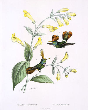 links Glanzelfe (Lophornis stictolophus)rechts Rotschopfelfe (Lophornis delattrei)