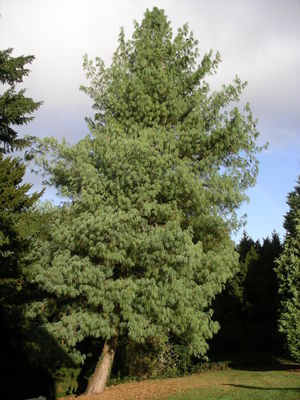 Tränen-Kiefer (Pinus wallichiana)