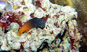 Zweifarben-Schleimfisch, etwas ängstlich, erkennbar an den hell gefärbten Mundwinkeln.