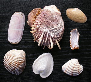 Schalen verschiedener Meeresmuschelarten