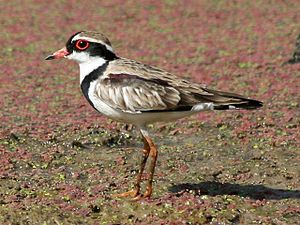 Schwarzstirnregenpfeifer (Elseyornis melanops)