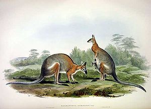 Rückenstreifenwallaby, Zeichnung von John Gould