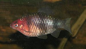 Purpurkopfbarbe (Puntius nigrofasciatus)