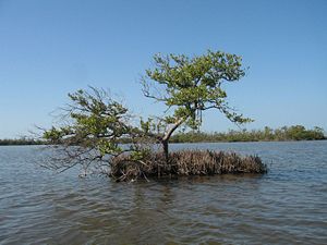 Einzelne Schwarze Mangrove im Everglades-Nationalpark.