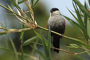 Blackheadwaxbill.jpg