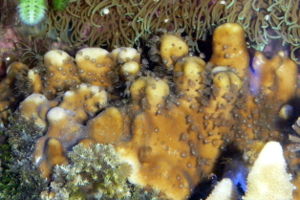 Heliopora coerulea in einem privaten Aquarium