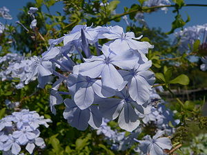 Kap-Bleiwurz (Plumbago auriculata), Blüten
