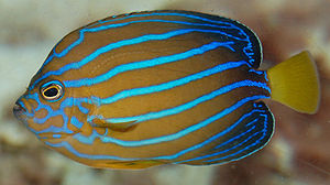 Blaustreifen-Samtkaiserfisch (Chaetodontoplus septentrionalis)