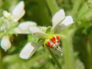 Blumenbachia hieronymi, Blüte