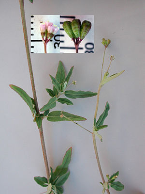 Boerhavia intermedia, Details