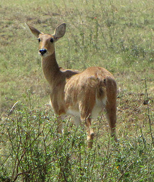 Weiblicher Gemeiner Riedbock in der Serengeti