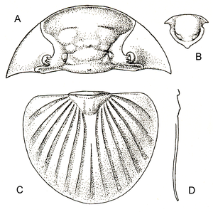 Schema von Bojoscutellum paliferum (Beyrich, 1845).A) Cephalon B) Hypostom C) Pygidium D) Dicke des Pygidiums